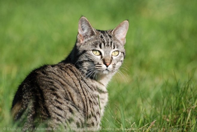 Photo de Chat domestique