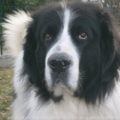 Photo de Landseer (type continental europen)