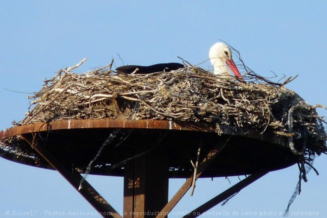 Photo de Cigogne