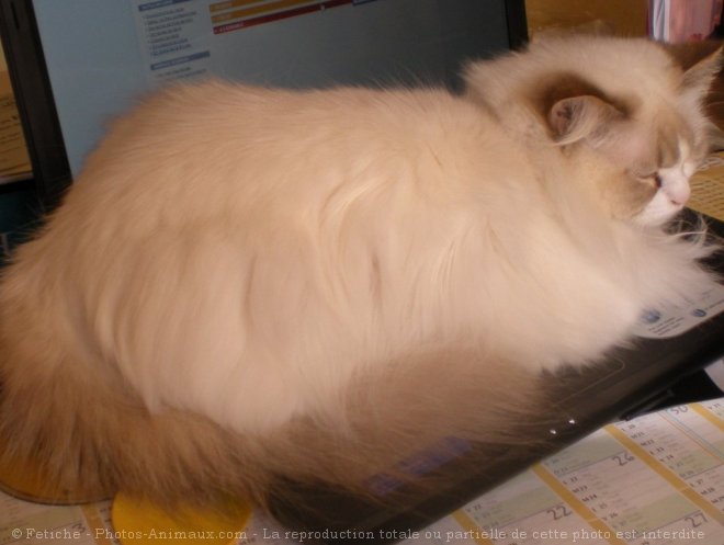 Photo de Ragdoll