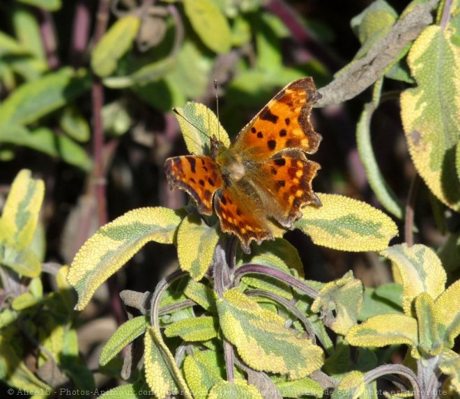 Photo de Papillon