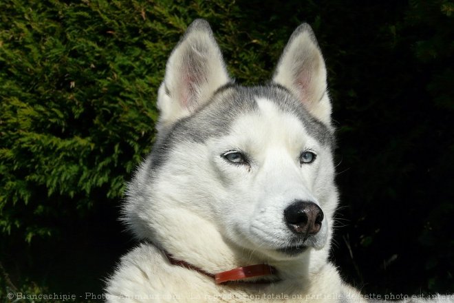 Photo de Husky siberien