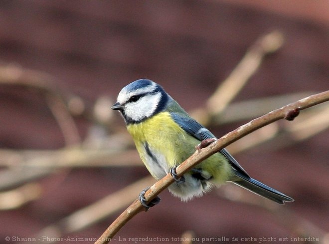 Photo de Msange bleue