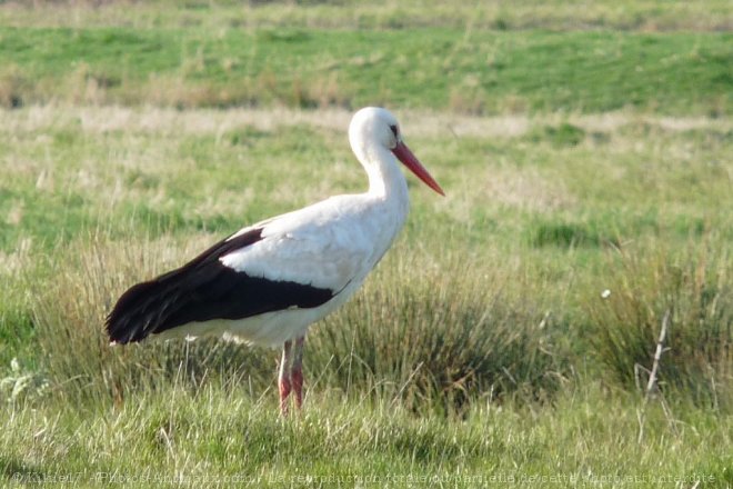 Photo de Cigogne