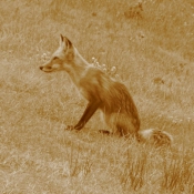 Photo de Renard