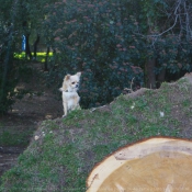 Photo de Chihuahua  poil long