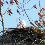 Photo de Cigogne