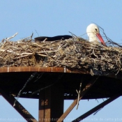 Photo de Cigogne