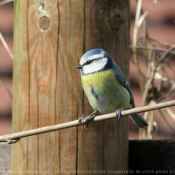 Photo de Msange bleue