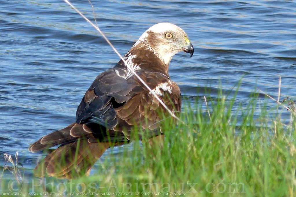 rapace 5 lettres