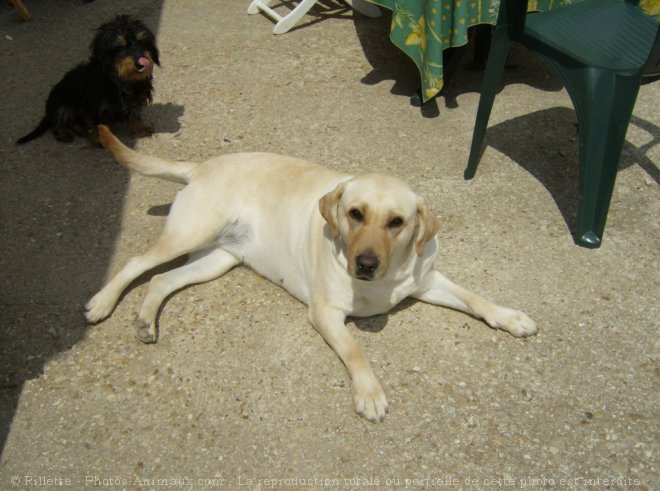 Photo de Labrador retriever