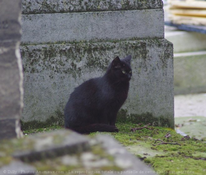 Photo de Chat domestique