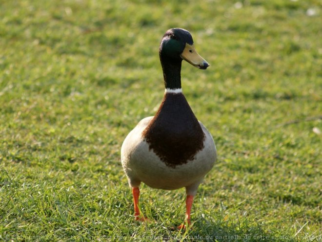 Photo de Canard colvert