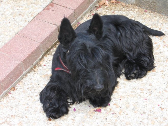 Photo de Scottish terrier