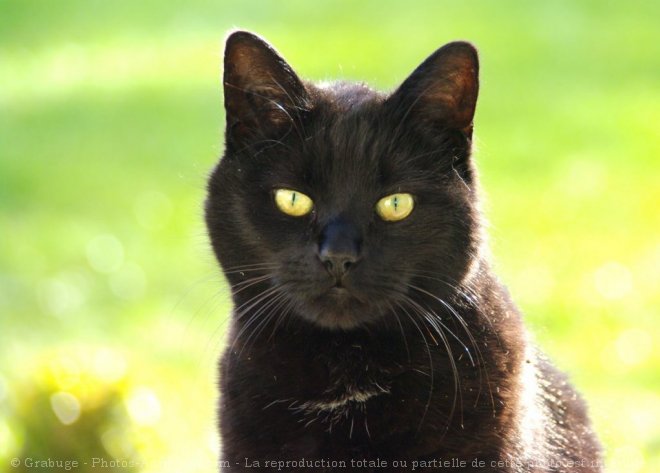 Photo de Chat domestique