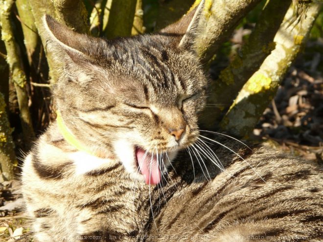 Photo de Chat domestique