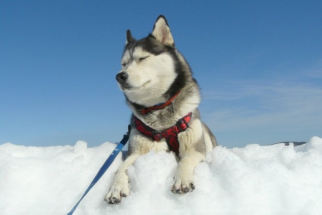 Photo de Husky siberien