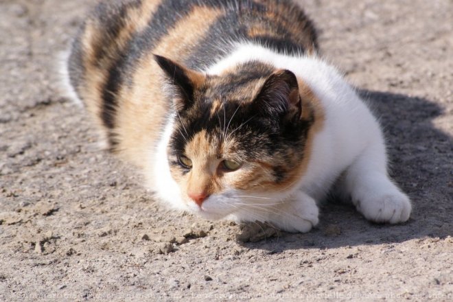 Photo de Chat domestique