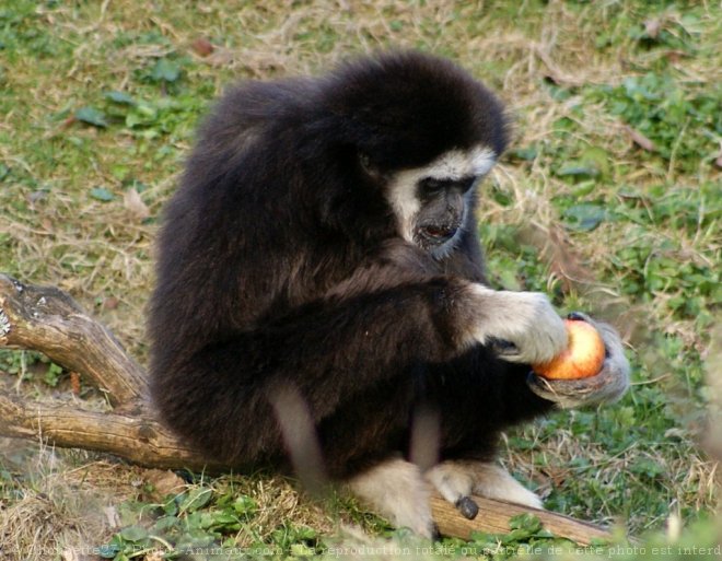 Photo de Singe - gibbon