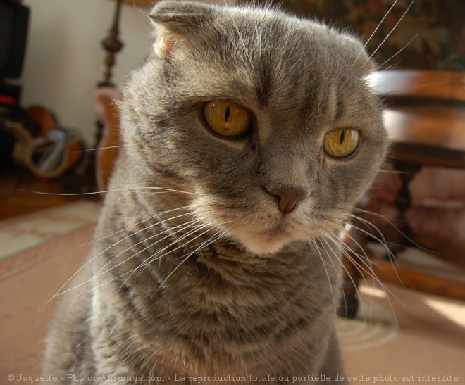 Photo de Scottish fold