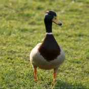 Photo de Canard colvert