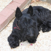 Photo de Scottish terrier