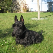 Photo de Scottish terrier