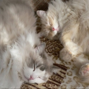 Photo de Ragdoll