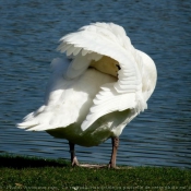 Photo de Cygne