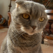 Photo de Scottish fold