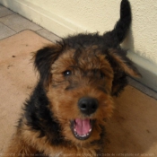 Photo d'Airedale terrier