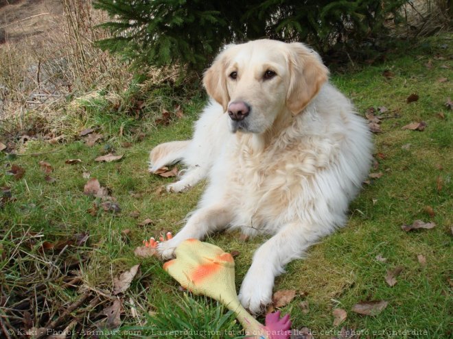 Photo de Golden retriever