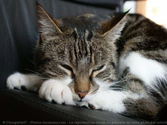 Photo de Chat domestique