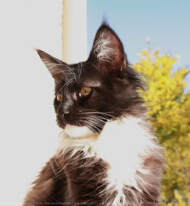 Photo de Maine coon