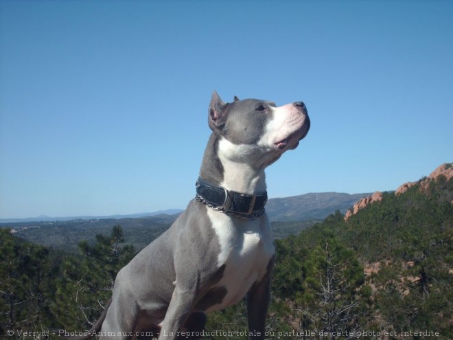 Photo d'American staffordshire terrier