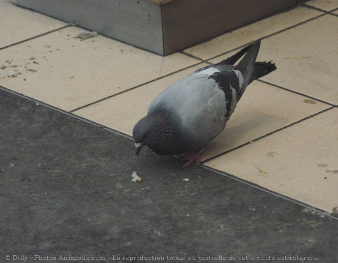 Photo de Pigeon