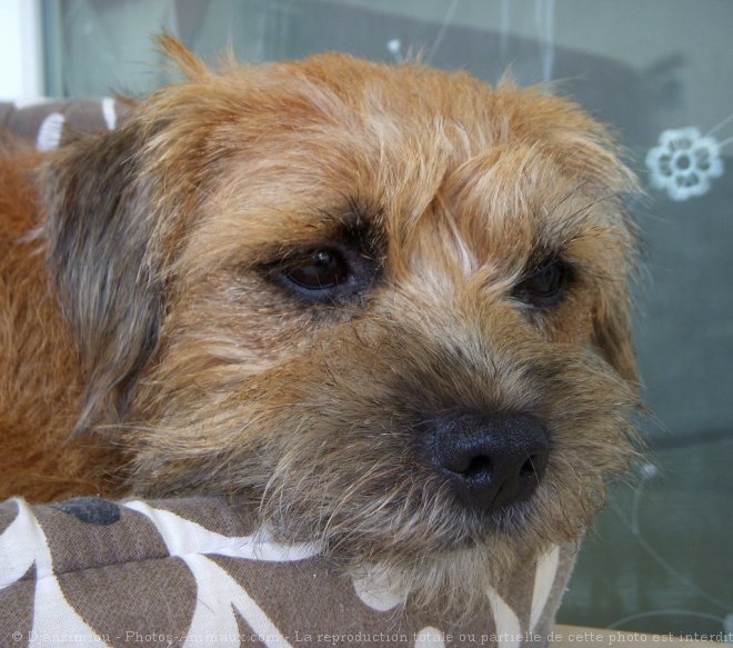 Photo de Border terrier