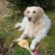 Photo de Golden retriever