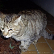 Photo de Chat domestique