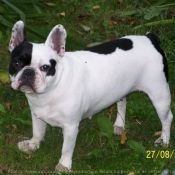 Photo de Bouledogue franais