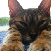 Photo de Bengal