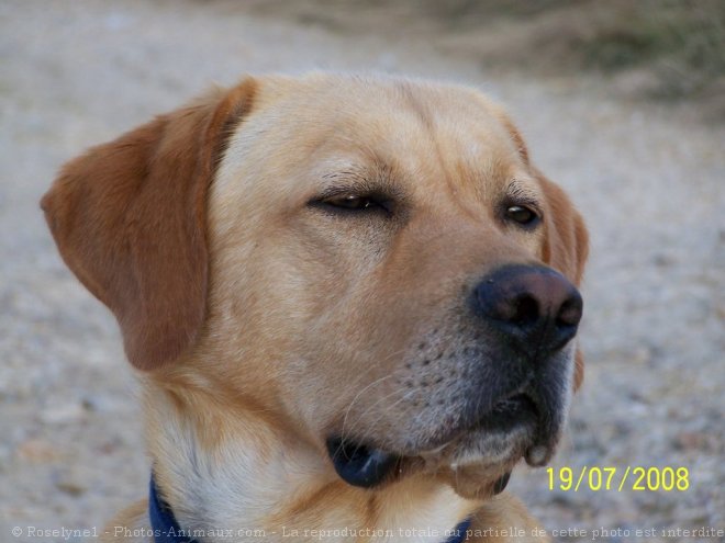 Photo de Labrador retriever