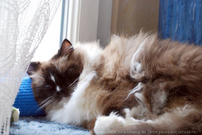 Photo de Ragdoll