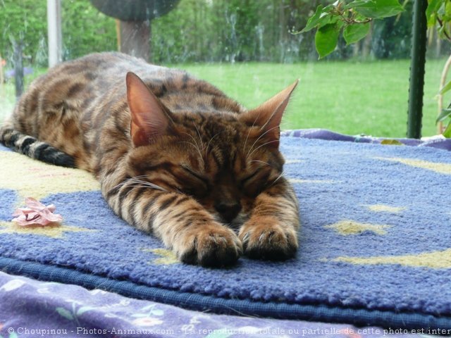 Photo de Bengal