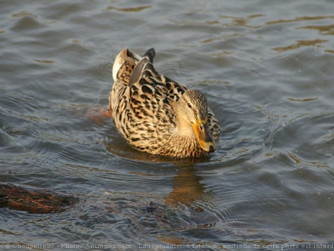 Photo de Canard