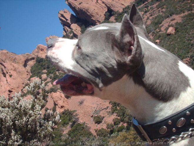 Photo d'American staffordshire terrier