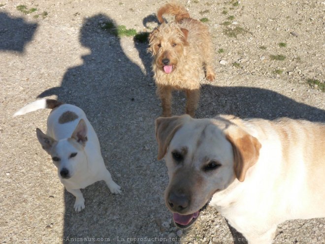 Photo de Jack russell terrier