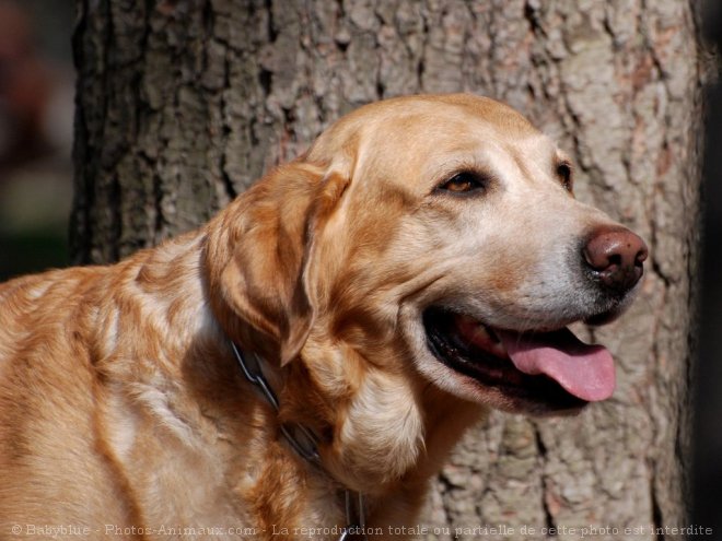 Photo de Labrador retriever