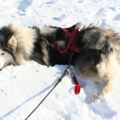 Photo de Husky siberien