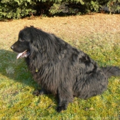 Photo de Chien de terre-neuve